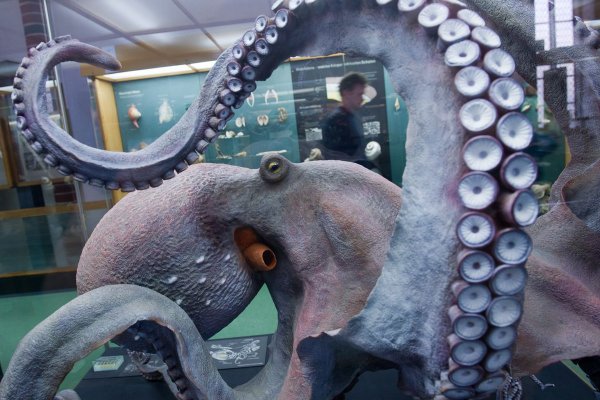 Даркнет сайты на русском языке